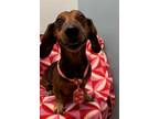 Adopt Lex a Dachshund / Mixed dog in Weston, FL (41392154)