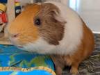 Adopt MARIO a Blonde Guinea Pig / Mixed (short coat) small animal in Slinger