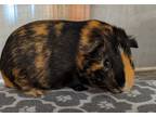 Adopt LUIGI a Black Guinea Pig / Mixed small animal in Slinger, WI (41339079)