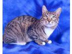 Adopt JULIUS a Brown or Chocolate Domestic Shorthair / Domestic Shorthair /