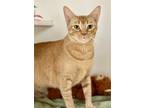 Adopt Virginia a Orange or Red Domestic Shorthair / Domestic Shorthair / Mixed