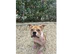 Adopt Cherry a Brown/Chocolate American Pit Bull Terrier / Mixed Breed (Medium)