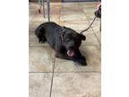 Adopt Hillary a Black Mixed Breed (Medium) / Mixed Breed (Medium) / Mixed (short