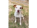 Adopt Tulip 24-d0188 a White Mixed Breed (Medium) / Mixed dog in Laurinburg