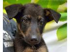 Adopt Wallace* a Black Shepherd (Unknown Type) / Mixed dog in Anderson