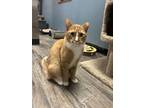 Adopt Vito a Orange or Red Domestic Shorthair / Domestic Shorthair / Mixed cat