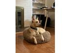Adopt Margo a Tan/Yellow/Fawn - with White Labrador Retriever / Carolina Dog /