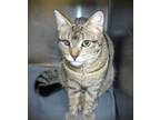 Adopt Lily a Brown or Chocolate Domestic Shorthair cat in Johnstown