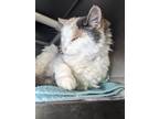 Adopt Jen a Domestic Shorthair cat in Roanoke, VA (41392051)