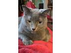 Adopt Lucy a Gray or Blue Russian Blue / Mixed (short coat) cat in Warren