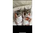 Adopt Prince & Romeo a Tan or Fawn Tabby Tabby / Mixed (short coat) cat in