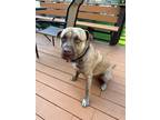 Adopt Bob a Tricolor (Tan/Brown & Black & White) American Pit Bull Terrier /