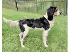 Adopt Syma a Tricolor (Tan/Brown & Black & White) English Setter / Mixed dog in