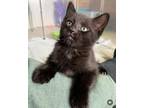 Adopt Toothless a Domestic Shorthair / Mixed (short coat) cat in POMONA