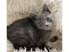 Adopt Mushu a Domestic Shorthair / Mixed (short coat) cat in POMONA