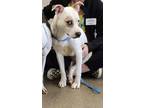 Adopt Papaya a White Border Collie / Mixed dog in Kokomo, IN (41391827)