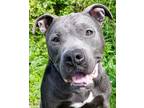 Adopt Ceas a Gray/Blue/Silver/Salt & Pepper Mixed Breed (Large) / Mixed dog in