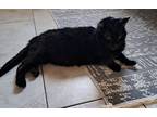 Adopt TURK a Black (Mostly) Domestic Shorthair / Mixed (short coat) cat in