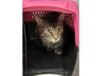 Adopt 18783 a Domestic Shorthair / Mixed cat in Covington, GA (41391982)