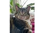 Adopt Claribel a Brown Tabby Domestic Shorthair / Mixed (short coat) cat in West