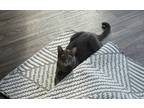 Adopt Gris a Gray, Blue or Silver Tabby Tabby / Mixed (short coat) cat in