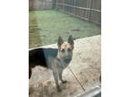 Adopt Raysier a Black - with Tan, Yellow or Fawn German Shepherd Dog / Mixed dog