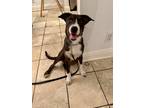 Adopt Nellie a Tricolor (Tan/Brown & Black & White) Mutt / Mixed dog in San
