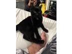 Adopt Meow Mix a Black (Mostly) Bombay / Mixed (short coat) cat in New Orleans