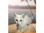 Adopt Chanel a White Domestic Shorthair (short coat) cat in Delray Beach
