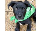 Adopt Tradd a Black - with White Beagle / Terrier (Unknown Type