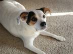 Adopt Lilly a White Mutt / Mixed dog in Hamilton, OH (41391979)