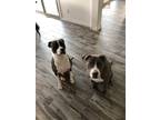 Adopt Syren & Onyx a Brindle - with White Boxer / Labrador Retriever / Mixed dog