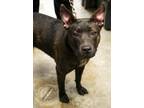 Adopt Gracie a Brindle American Pit Bull Terrier / Mixed dog in Bowling Green