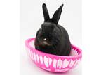 Adopt Harvey a Black American / American / Mixed rabbit in Bowling Green