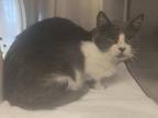 Adopt Benji a White Domestic Shorthair / Domestic Shorthair / Mixed cat in