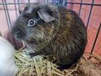 Adopt Lunita a Black Guinea Pig / Mixed small animal in Boulder, CO (41391805)