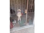 Adopt Jerry a Red/Golden/Orange/Chestnut - with White Labrador Retriever / Mixed