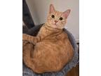 Adopt Theodore a Orange or Red Domestic Shorthair / Mixed (short coat) cat in