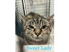 Adopt Sweet Lady a Domestic Shorthair / Mixed (short coat) cat in Portsmouth