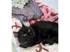 Adopt Linus a Black (Mostly) Domestic Longhair / Mixed (long coat) cat in
