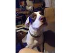 Adopt Patches a White - with Brown or Chocolate Labrador Retriever / Lhasa Apso
