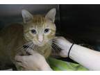 Adopt Herman a Orange or Red Domestic Shorthair / Domestic Shorthair / Mixed cat