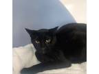 Adopt Kitty (semi-social) a All Black Domestic Shorthair / Domestic Shorthair /