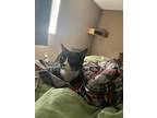 Adopt Baldur a Black & White or Tuxedo Domestic Shorthair / Mixed (short coat)