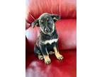 Adopt Fiyero a Black Mixed Breed (Medium) / Mixed dog in Kyle, SD (41391635)