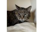 Adopt Tree Stump a Brown Tabby Domestic Shorthair / Mixed Breed (Medium) / Mixed