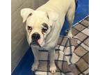 Adopt Abe a White Boxer / Mixed dog in Lancaster, SC (41391228)