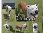 Adopt Lennon a Brown/Chocolate American Pit Bull Terrier / Mixed Breed (Medium)