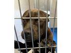 Adopt Koa a Black American Pit Bull Terrier / Mixed Breed (Medium) / Mixed