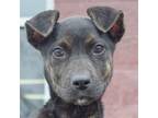 Adopt Jennifer a Black Doberman Pinscher / Patterdale Terrier (Fell Terrier) /
